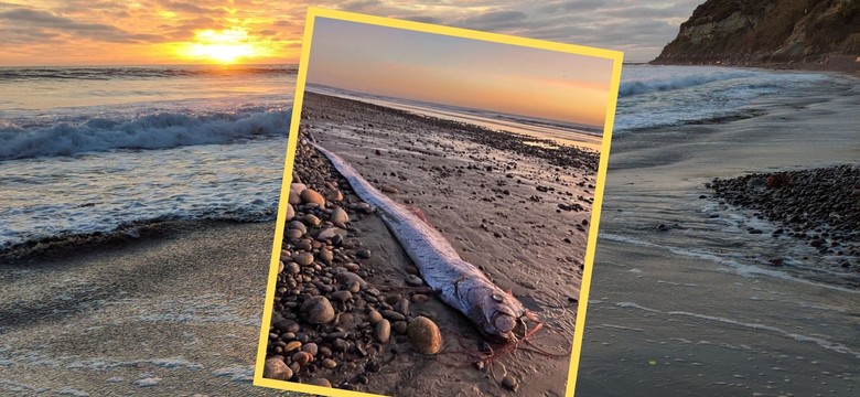 Na plaży znaleziono tajemnicze stworzenie. To "ryba zagłady"