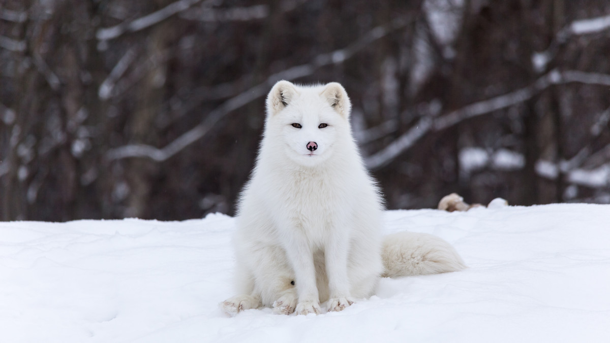 Lis polarne to drapieżne ssaki, które żyją na dalekiej północy, za kołem podbiegunowym. Ich sierść w okresie letnim jest brązowo-szara, a zimą śnieżnobiała lub stalowoniebieska. Co lis polarny robił w Polsce, a dokładniej pod Kaliszem?