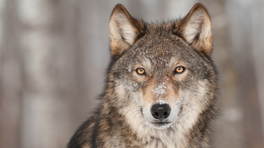 Niemcy: wilk pogryzł ośmioletnie dziecko w zoo