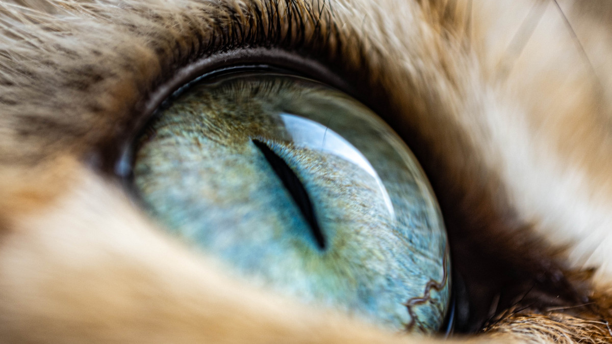 Jak koty widzą świat? Nowe fakty o kocim wzroku