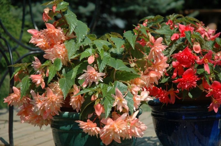 Begonia zwisająca