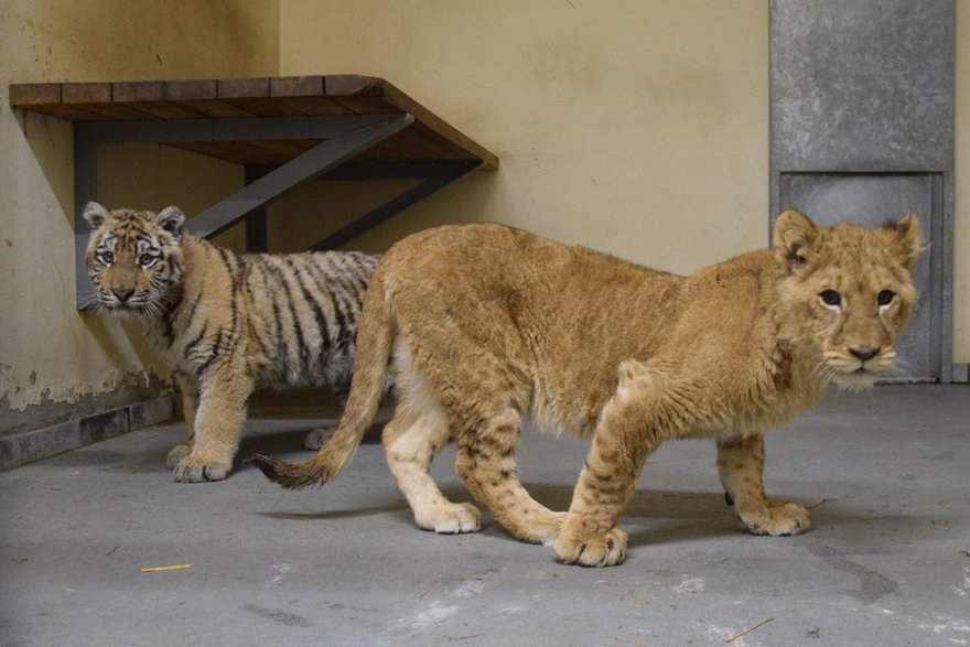 Do poznańskiego ogrodu zoologicznego przyjechało sześć lwów, sześć tygrysów, likaon i dwa karakale z Kijowa