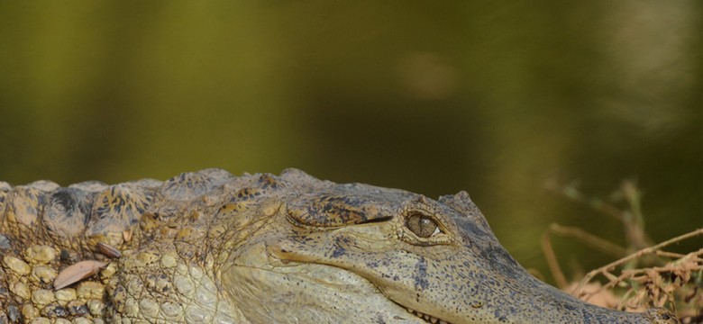 Krokodyl zaatakował turystkę, która chciała zrobić sobie z nim selfie