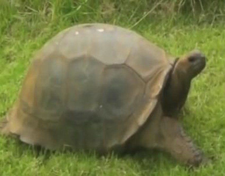 Džonatan ima 183 godine