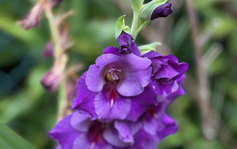 Czy mieczyki zimują w gruncie?