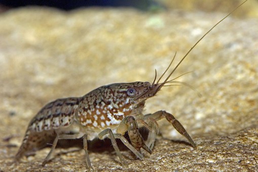 Marbled Crayfish