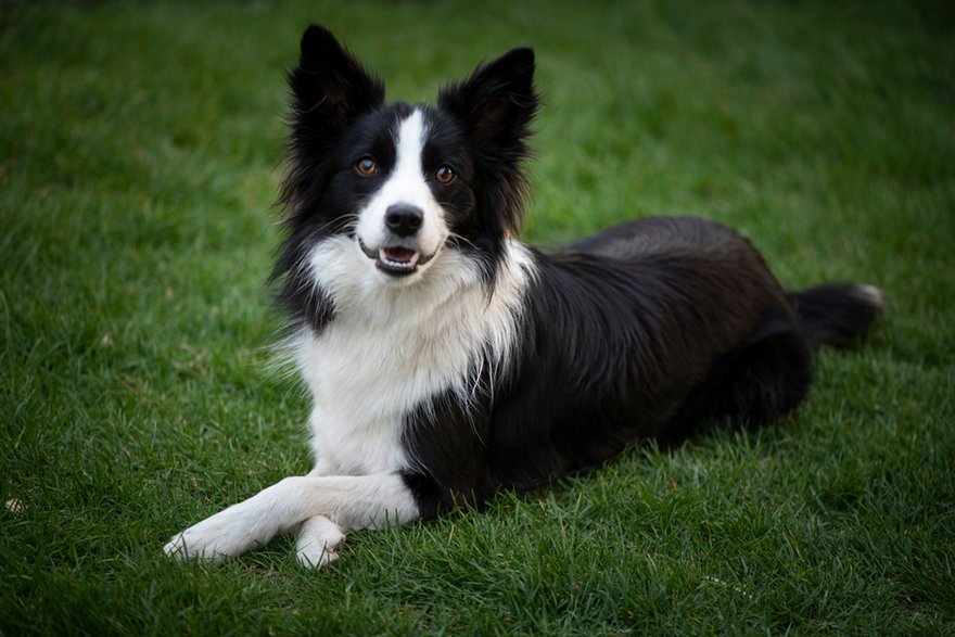 Border Collie © Shutterstock