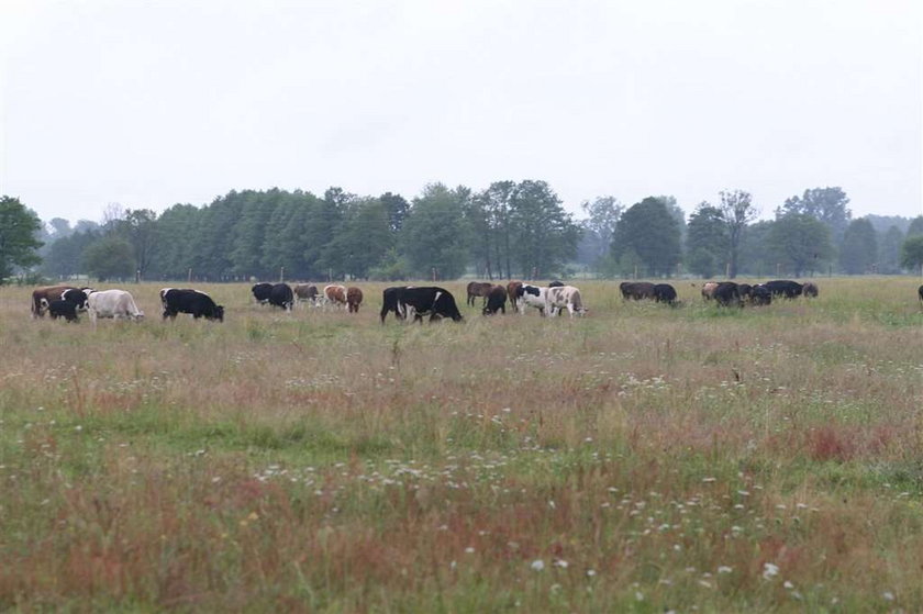 Pastuch zgwałcił dziecko