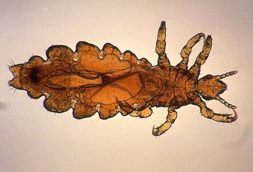 Pediculus humanus, wesz ludzka