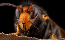 "Szerszeń azjatycki", który dotrze do Polski, wcale nie taki groźny? OPINIA naukowca [ROZMOWA]