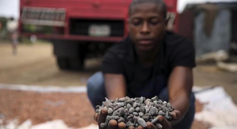 A farmer picks up cocoa beans while spreading them to dry on an open ground in Iragbiji village, southwest Nigeria August 25, 2014. 