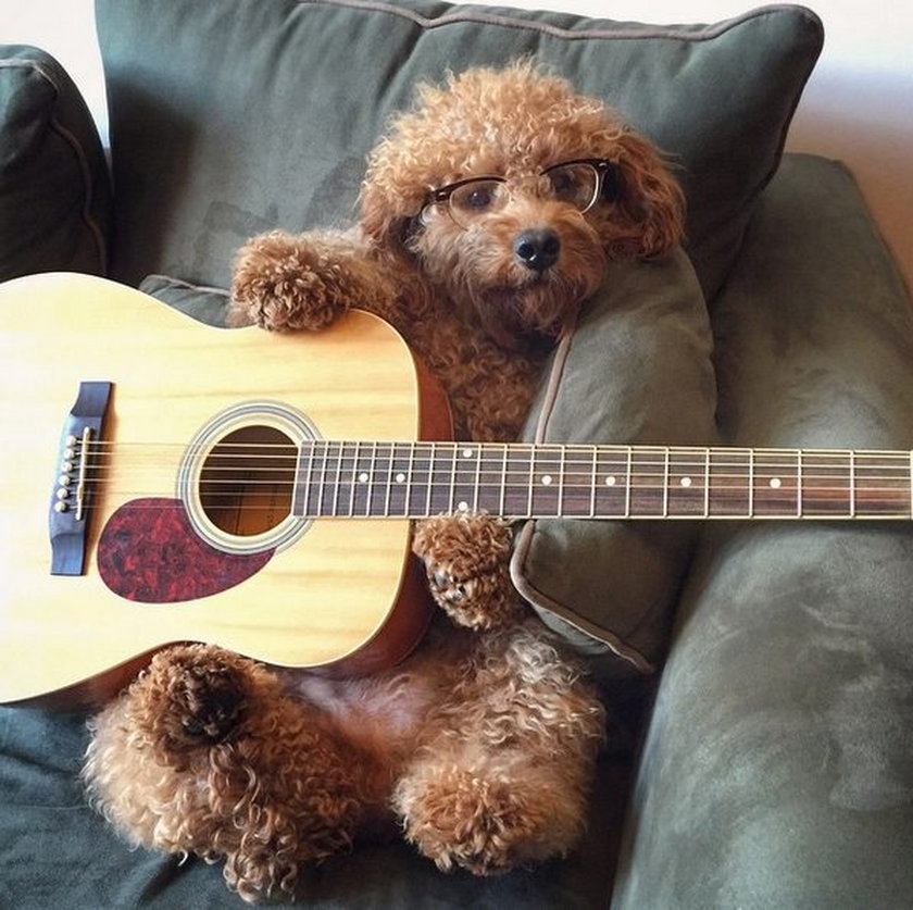 Pies gra na gitarze