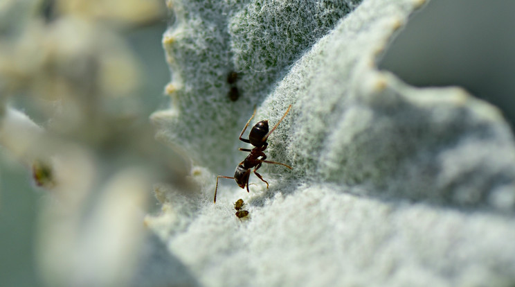 Mostantól nem lesznek névtelenül bóklászó hangyák magyar földön / Illusztráció: Pixabay