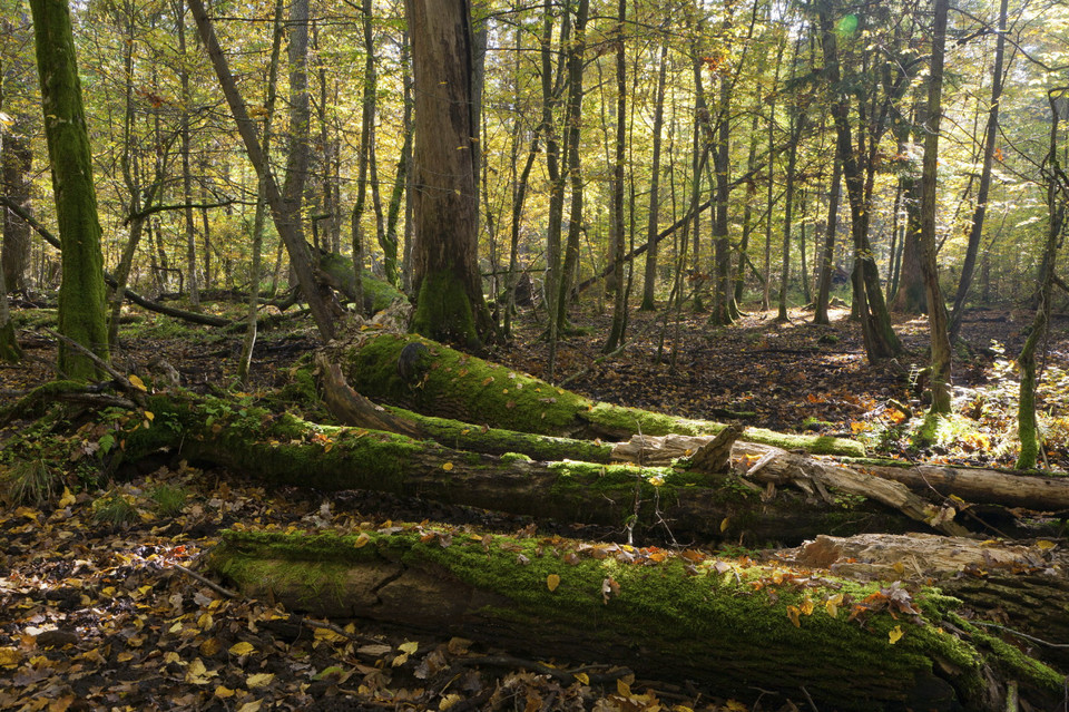 Podlasie - Białowieski Park Narodowy