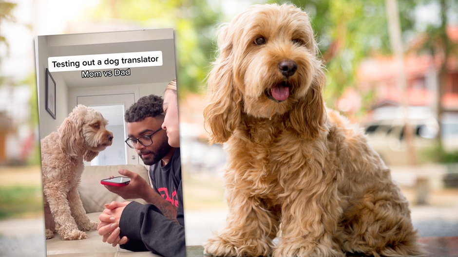 Mężczyzna używa tłumacza psiej mowy, fot. lunatheminicocka/Instagram
