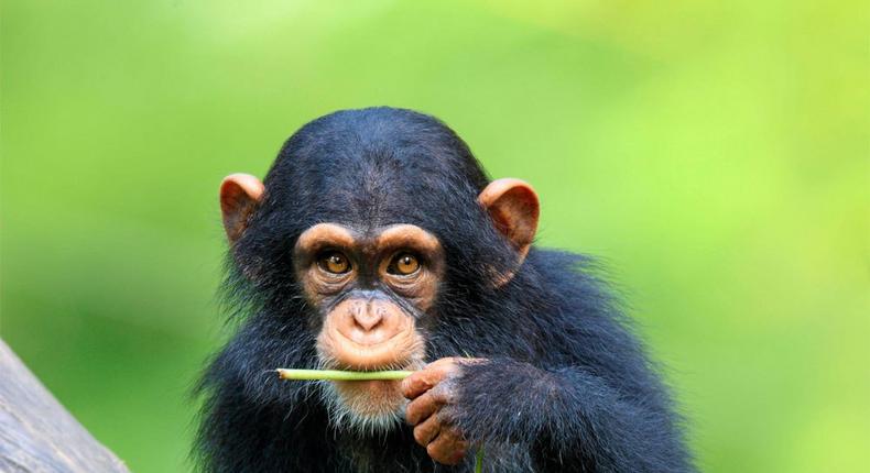 Chimpanzees can cook, scientists have discovered