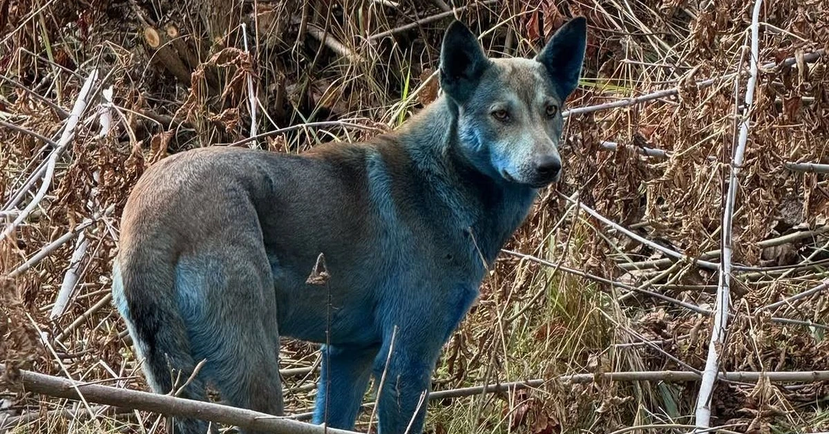 Niebieskie psy w Czarnobylu. "Jeszcze tydzień temu nie były takie"