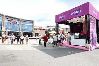 Kiedy kot mówi: „kocham Cię”. Co zdradzają jego gesty, mruczenie i osobowość?