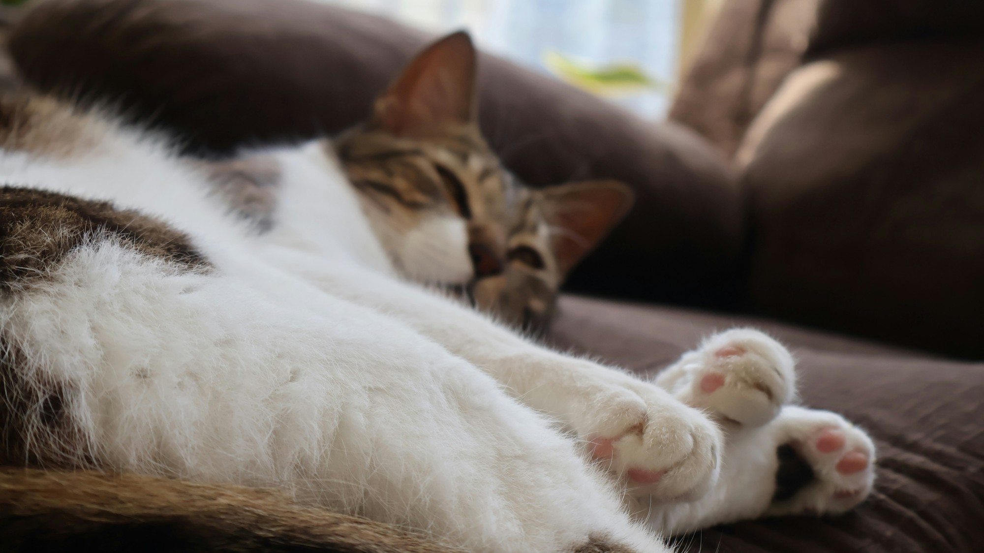 V známom prostredí sa mačka upokojí aj po stresujúcich dňoch