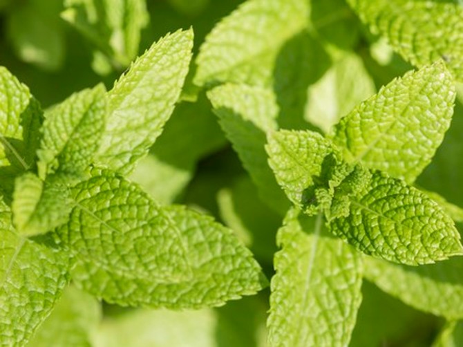 Menta
