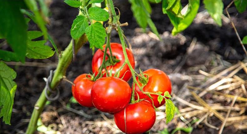 Cracked tomatoes are much more susceptible to disease [Shutterstock]