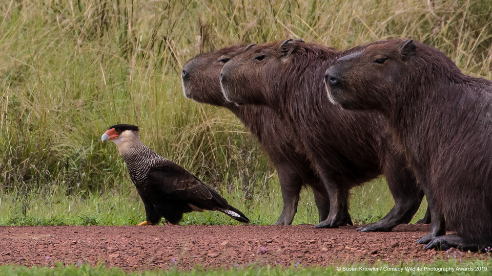 Finaliści Comedy Wildlife Photo Awards 2019