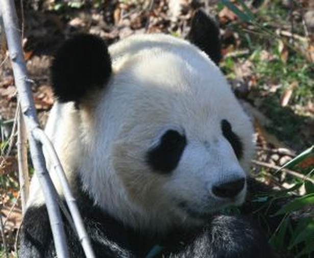 Panda wielka zaatakowała we wsi Liziba, w położonej w północno-zachodnich Chinach prowincji Gansu