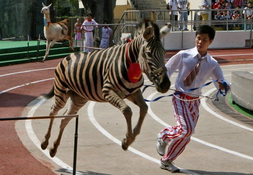 CHINA-WILDLIFE-ANIMALS