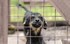 Nawet 2000 zł za adopcję psa ze schroniska. Samorządy wprowadzają finansowe zachęty