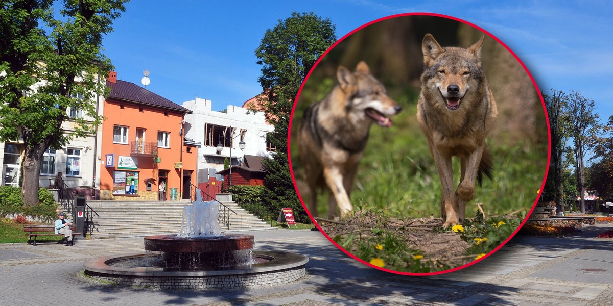 Wilki urządziły sobie polowanie w centrum miasta