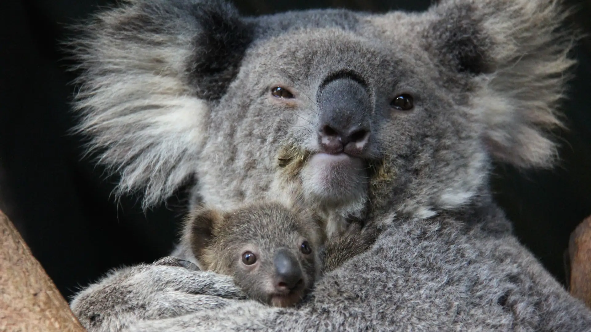 Coraz mniej koali w Australii. Dlaczego grozi im wyginięcie do 2040 roku?