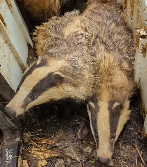 A rókák mellett három borzot is megmentettek az állatvédők
