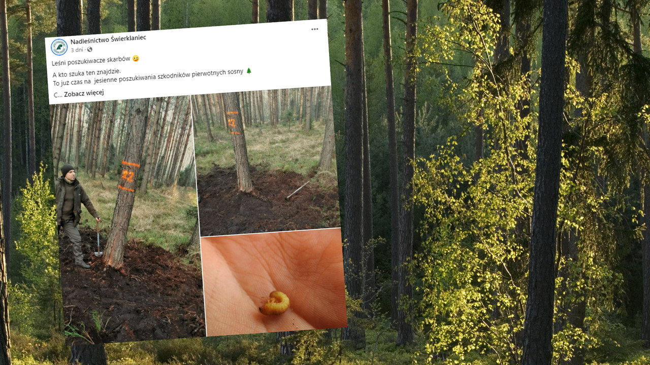 Zastanawiające znalezisko w lesie na Śląsku. Leśnicy komentują