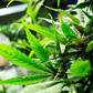 medyczna marihuana plantacje roślinka 