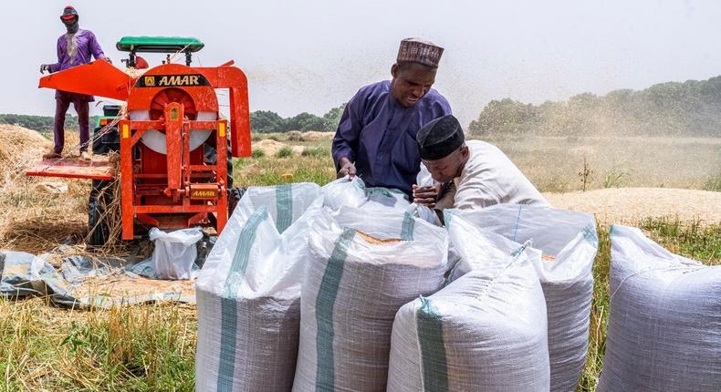 Wheat farmers in Kaduna commend FG’s 50% subsidy on inputs. [Guardian]