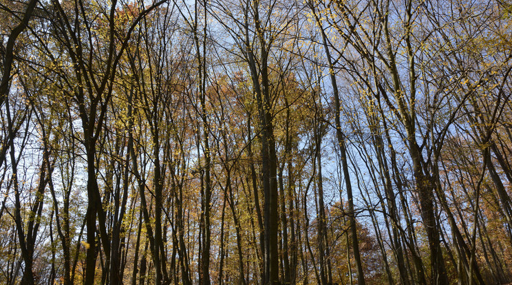 Csak engedéllyel lehet fát gyűjteni az erdőkben / Illusztráció: MTVA/Bizományosi: Lehotka László