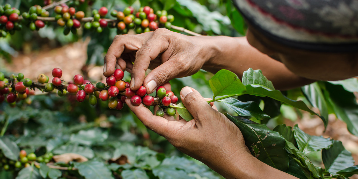 Do najwyższego poziomu od siedmiu lat wzrosły w poniedziałek notowania kontraktów terminowych na kawę odmiany arabica - podaje "PB".