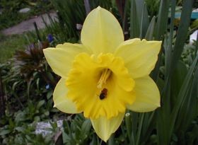 narcisz-virag-d00000D60aecf471eceb9