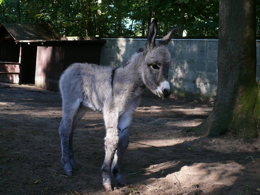 Pierwsze kroki osiołka George'a