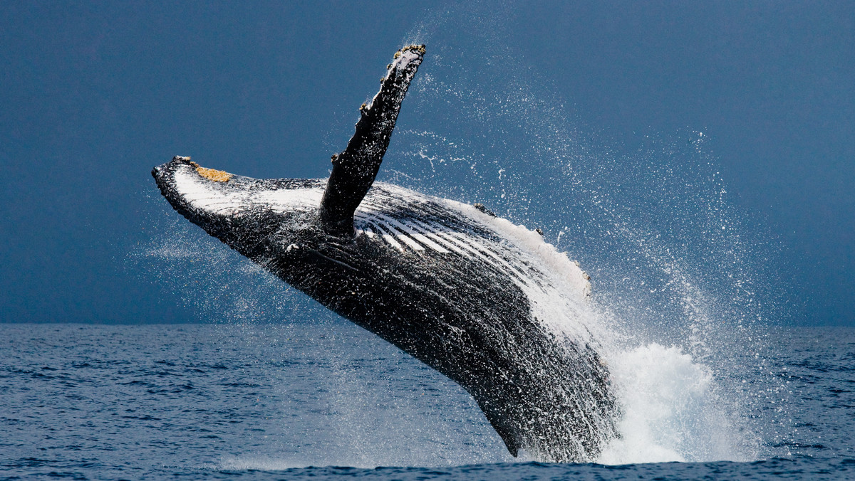 Humbaki wyskakują z wody, jednak zazwyczaj nie w całości. Craig Capehart miał dużo szczęścia i udało mu się uchwycić na nagraniu wieloryba, który ruchami bardziej przypomina delfina niż 45 tonowego ssaka.