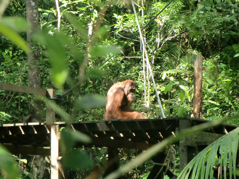 Borneo, Semenggoh Wildlife Centre