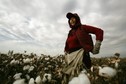 COTTON ECONOMY AGRICULTURE