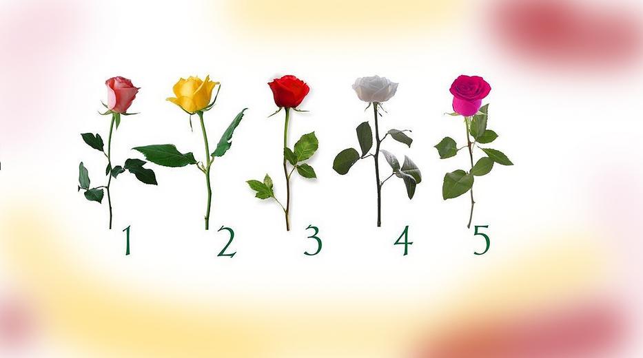 Melyik a te rózsád?