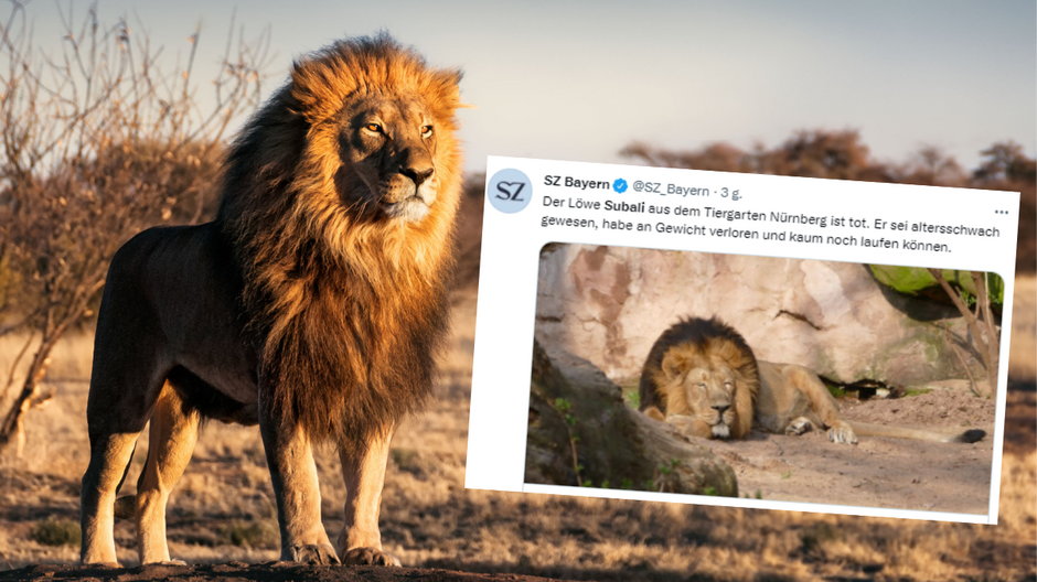 Słynny lew Subali z zoo w Norymberdze został uśpiony