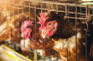 Ważny wyrok dla rolników dotyczący VAT. TSUE: Wspólna rola pomieści dwóch podatników