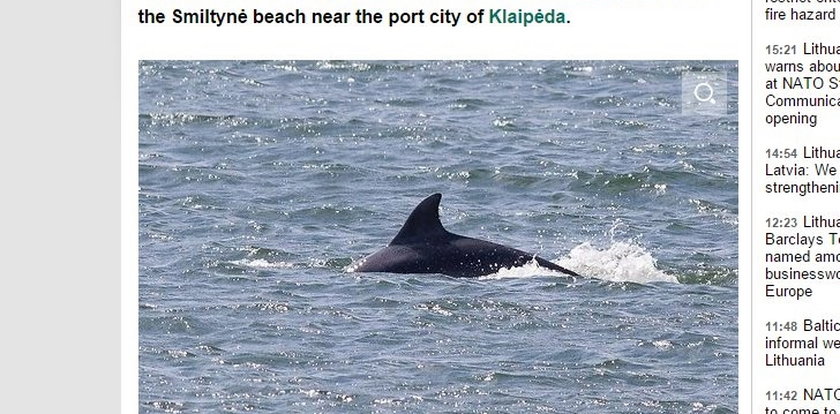 Delfiny butlonose w Zatoce Gdańskiej