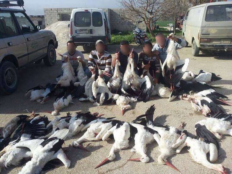 Masowe nielegalne polowania na ptaki w Libanie