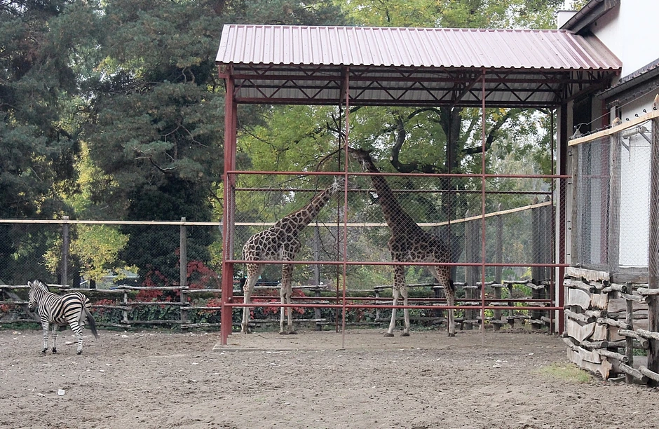 Zoološki vrt na Paliću, arhiva