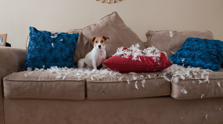 Akár a kanapét is kijelölheti kutyamentes övezetté, hogy ez ne forduljon elő többé / Fotó: Getty Images