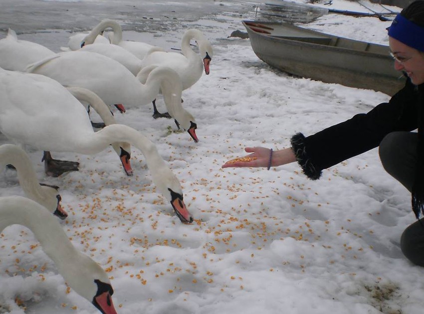 Novoselka hrani labudove